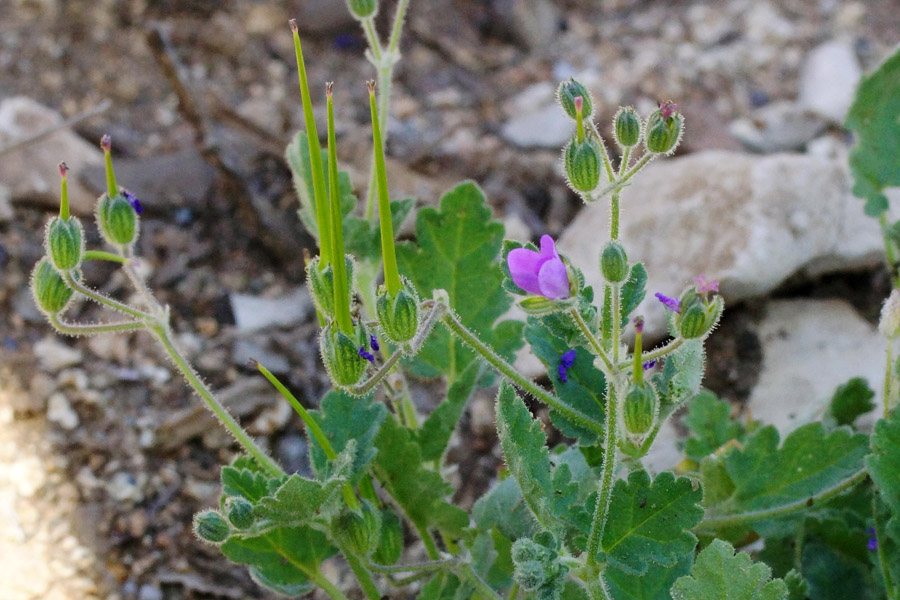 Erodium chium / Becco di gr di Chio